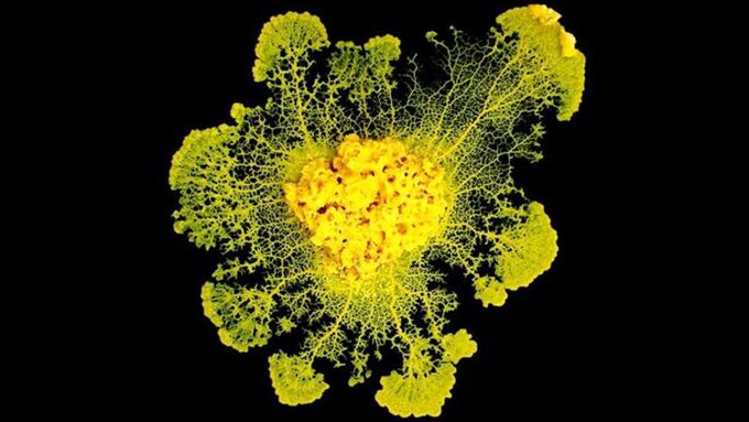 blob-unicellulaire-biologie_5768485.jpg